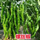 Authentic Zhangshugang pepper seedlings with soil seedlings local nearby various vegetable seedlings Hong Kong pepper devil pepper screw pepper Zhangshugang 1 tree shipped with soil