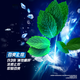 Qingyang (claro) Fluffy Anti-Dandruff Shampoo Vitality Sports Mint Blue Bottle 900G [KPL E-Sports]