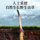 雷允上野生冬虫夏草4根/g 50g约200根西藏那曲虫草礼盒高端送领导