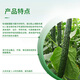 Syngenta Wingselect 60% Pyraclostrobin Daisenlian Cucumber and Broccoli Downy Mildew Pesticide and Fungicide 100g*1 bag