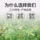 Wannongshan Luobuma Tee Xinjiang Authentische besondere wilde Bud Tender Blatt Tee Gesundheit Tee kann als Schnee -Chrysanthemen -Gips Blau -Grün Monsun Ulmoides Ulmoides 250g verwendet werden