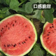 Fengming Yashi Rock Sugar Kirin Watermelon Seeds Red Flesh Watermelon Four Seasons Spring Sweet Watermelon Early Good 8424 Watermelon Seeds 100 capsules