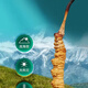 Cordyceps Sinensis Тибетские области cordyceps sinensis broken трава более доступна для самообучения сухого кордицепса питательного сушеного жевания, пропитанного вином и порошком для приготовления супа. 100 граммов больших Cordyceps Sinensis получает 13 граммов