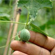 Thumb Watermelon Seed High Yield Mini Small Watermelon Thin Skin Finger Mother Finger Mother and Child Watermelon Seed Balcony Potted Fruit Thumb Watermelon About 50 capsules