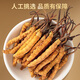 Lei Yun Shang Cordyceps sinensis 3.2 Roots/G 10g Alrededor de 32 cajas de regalo Cordyceps Cajas de regalo para el líder y los ancianos