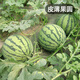 Fengming Yashi Rock Sugar Kirin Watermelon Seeds Red Flesh Watermelon Four Seasons Spring Sweet Watermelon Early Good 8424 Watermelon Seeds 100 capsules