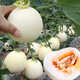 Yuhenong White-skinned Muskmelon Seeds, Melon Seeds with Thin, Crisp and Sweet Skin, North and South, Extra Large White-Sand Honey Melon Seeds, About 50 capsules/bag