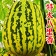 Beishu melon seeds, high sugar, early maturing, winter and spring sowing, extra large Balixiang seeds, about 30 pieces/pack