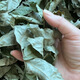 Jiangxi Xiushui authentic wild green-money Liuyuan leaf tea Qingqian Liujin Liu tea Chinese herbal medicine health tea 500-year-old wild green-money Liuyuan leaf 1000 grams 500-year-old authentic wild green-money Liuyuan leaf tea