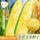 Long-cultivation super sweet two-color fruit corn seeds easy to grow sweet corn seeds extra large drought-resistant spring four seasons sweet waxy corn sticky sweet crispy sweet 89 corn 20g gold medal corn