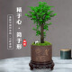 
Want to open small-leaf red sandalwood bonsai plants old pile potted plants office desktop indoor flowers and green plants are good for the four seasons ornaments Small-leaf red sandalwood single pole + purple clay 1342 Know the bamboo always happy +