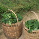 
2024 Tsinger Tea Hunan Yongzhou Dashunhuang Mountain Tsinger Tea Plant Literacy Tea is better than Qingqianliu