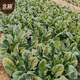 Beishu Big Leaf Spinach Seeds Red Root Winter and Spring Vegetable Seeds Zhuo Crisp Red Root Big Leaf Spinach Seeds 10g
