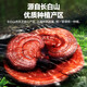 Lei Yunshang Breaking Wall Ganoderma lucidum spore powder gift box Changbaishan Red Ganoderma lucidum powder gives elders a gift to visit for immunity [News] Breaking Wall Spore powder 38g