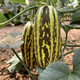 Zhongke Maohua Melon Fruit Seeds Bomei 91 Melon Seeds Flower Skin Green Flesh Peel High Toughness Boyang Series 91 Type Resistant to Transportation Bomei 91 2000 capsules/bag Large-scale planting