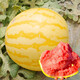 Dayu's yellow skin and red flesh watermelon seeds seedlings extra large watermelon yellow heart and yellow flesh extra sweet early maturing fruit seeds suitable for the south Jinlinglong watermelon seeds 100 capsules/bag (red flesh)