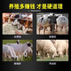 Sheep fattening, fattening, weight gain, growth promotion, fattening, feed additive, chicken, duck, goose, cattle and sheep premix, poultry and veterinary use, 5 packs, buy 3, get 2 free, gluttony, sleepiness, growth