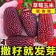 Strawberry Fruit Sweet Corn Seeds Can Be Eaten Raw Ornamental Mini Collection Four Seasons Wenwan Pineapple Corn. Purple Red Strawberry Corn Seeds Original Two Packs ++ Product