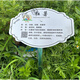 Customized stainless steel tree sign scenic spot plant greening flower sign tree introduction hanging sign ground sign 20x15cm