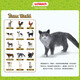Schleich S simulation animal model cat dog boy girl children toy gift enlightenment cognition 3+ Maine cat 13893
