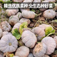 Fengming Yashi Farmhouse Mopan Pumpkin Seeds Large Pumpkin Seeds Jingxiang Honey Pumpkin Seeds 20 capsules