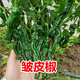 Authentic Zhangshugang pepper seedlings with soil seedlings local nearby various vegetable seedlings Hong Kong pepper devil pepper screw pepper Zhangshugang 1 tree shipped with soil