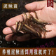 Loach fresh bait Taiwanese loach fishing Luya fish turtle ornamental fish ball loach aquarium live feed feed 1-3cm loach 10,000 + 10 damage prevention [recommended