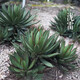 
Agave Taki Lei Succulent potted plants indoor and outdoor office garden flowers landscape green plants sandy plants Taki Lei Lei Agave 10-12