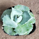 Serie de nieve familiar de Agave, brocado de corona auspicioso cinco colores y otras plantas suculentas Garden Plants Maikele Long lei 10cm