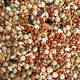 New pigeon food nutrition contains corn 10kg bird food homing pigeon white adult young pigeon ornamental pigeon food without corn pigeon food 10Jin Jin is equal to 0.5 kg