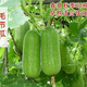 Winter melon seeds are easy to sow in all seasons. Winter melon seeds are grown in fields and courtyards. Winter melon vegetable seeds are easy to sow. Winter melon simple pack 30 capsules