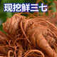 Notoginseng de notoginseng de Panax fresco de Yunnan Wenshan Panax Notoginseng con raíces campos frescos Vino climado 250g 500 g [Selección de cinco años de Notoginseng fresco de Panax] 5 Total 500G