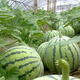 Planting Notes: Kirin Watermelon Seeds Zaojia 8424 has beautiful fruit shape, sweet flesh, thin and crispy skin, Jinmeidu Seeds Zaojia 8424 5g/bag (about 90 pieces)