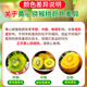 Chunguo Yimu, yellow heart kiwi, kiwi, golden kiwi, kiwi, fresh fruit, fresh fruit, 12 pieces, high-quality fruit, single fruit 70-100g+