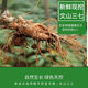 Notoginseng de notoginseng de Panax fresco de Yunnan Wenshan Panax Notoginseng con raíces campos frescos Vino climado 250g 500 g [Selección de cinco años de Notoginseng fresco de Panax] 5 Total 500G