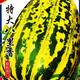 Beishu melon seeds, high sugar, early maturing, winter and spring sowing, extra large Balixiang seeds, about 30 pieces/pack