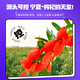 Yilixiang a produit Wolfberry Raw Pulp 840 ml (4 boîtes et 28 sacs) Ningxia First Red Wolfberry Juice Supplement Festival Mid-Automn Gift
