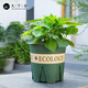 
Jiuqiangu flower pot gallon pot Gardening and planting household plastic flower pot orchid pot with tray 24*24cm3 pack 5082