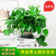 多瑙梦绿萝盆栽室内批发花卉植物除甲醛客厅新房长藤绿植绿箩水培绿植 6盆12023新款绿早安湓水 包养活赠三肥