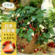 Strawberry seed cream strawberry seedlings for planting indoor and outdoor balcony vegetables and fruits potted flower seeds Dandong Spring Four Seasons Rainbow Field Four Seasons Milk Strawberry Seeds 150 capsules * 3 packs