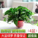 多瑙梦绿萝盆栽室内批发花卉植物除甲醛客厅新房长藤绿植绿箩水培绿植 6盆12023新款绿早安湓水 包养活赠三肥