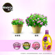 Meileke flower nutrient solution potassium dihydrogen phosphate flower fertilizer fertilizer garden planting liquid concentrated plant nutrient solution 1L