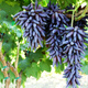 Grape seeds potted fruit tree seeds grape balcony fruit seeds grape tree raisin planting Goldfinger grape seeds 28 capsules p