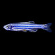 Kach Fish, pez cebra, pescado de agua dulce, pescado ornamental, pescado ornamental pequeño, pescado tropical, cebras aladas de mariposas son fáciles de cultivar y vivir, 10 cebras dulces, 1.5-2.5 cm, al menos 3 colores