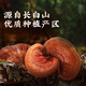 Lei Yun Shang Breaking Wall Ganoderma Lucidum Caja de regalo de polvo Spore 1G*22 bolsas/caja Jilin Changbaishan Ganoderma Lucidum Powder mejora la inmunidad 1 Box 22G