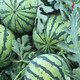 Zhongke Maohua melon and fruit seeds Zaojia Legend 8424 watermelon seeds