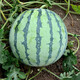 Zhongke Maohua melon and fruit seeds Zaojia Legend 8424 watermelon seeds