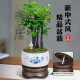 
Want to open small-leaf red sandalwood bonsai plants old pile potted plants office desktop indoor flowers and green plants are good for the four seasons ornaments Small-leaf red sandalwood single pole + purple clay 1342 Know the bamboo always happy +