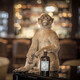 Monkey King 47 Monkey King 47 Monkey Black Forest Gin Gin Wine Aleman German Wine One Bottle One Code 500ml 1 Botella