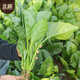 Beishu Big Leaf Spinach Seeds Red Root Winter and Spring Vegetable Seeds Zhuo Crisp Red Root Big Leaf Spinach Seeds 10g